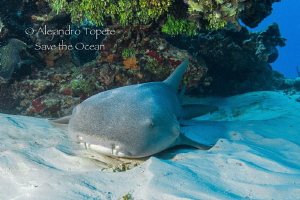 Great Nurse Shark Close UP by Alejandro Topete 